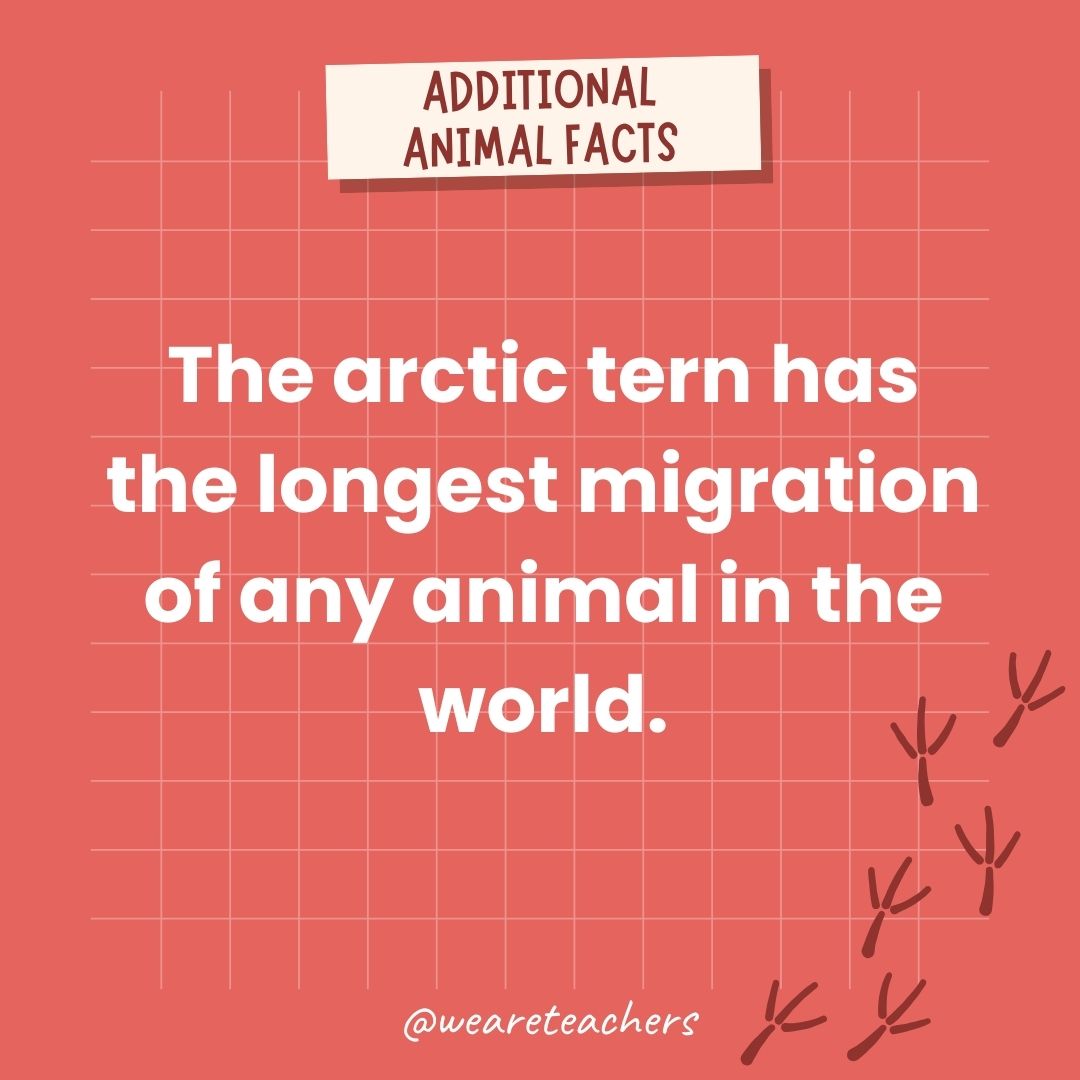 The arctic tern has the longest migration of any animal in the world.- animal facts