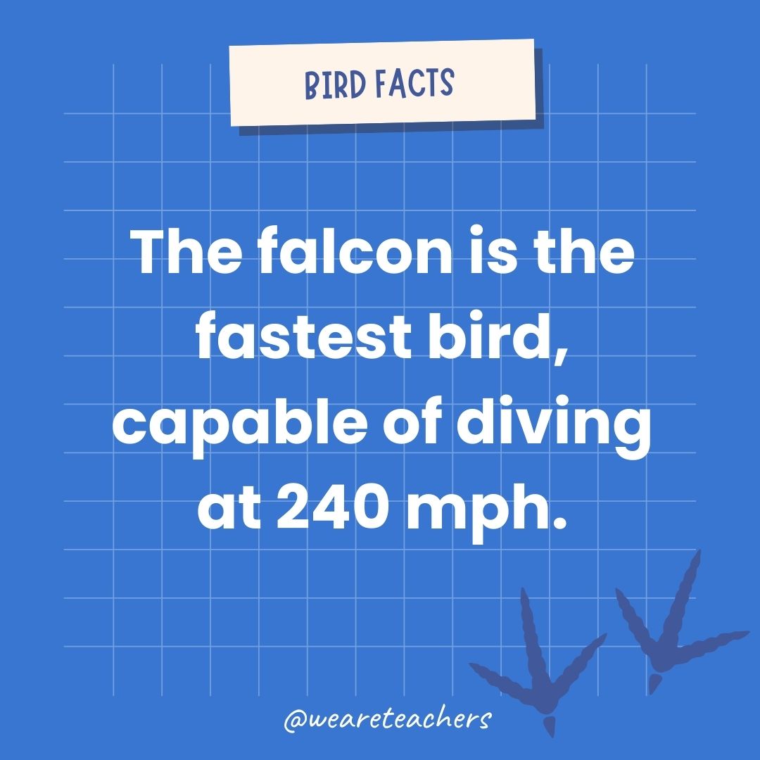 The falcon is the fastest bird, capable of diving at 240 mph.