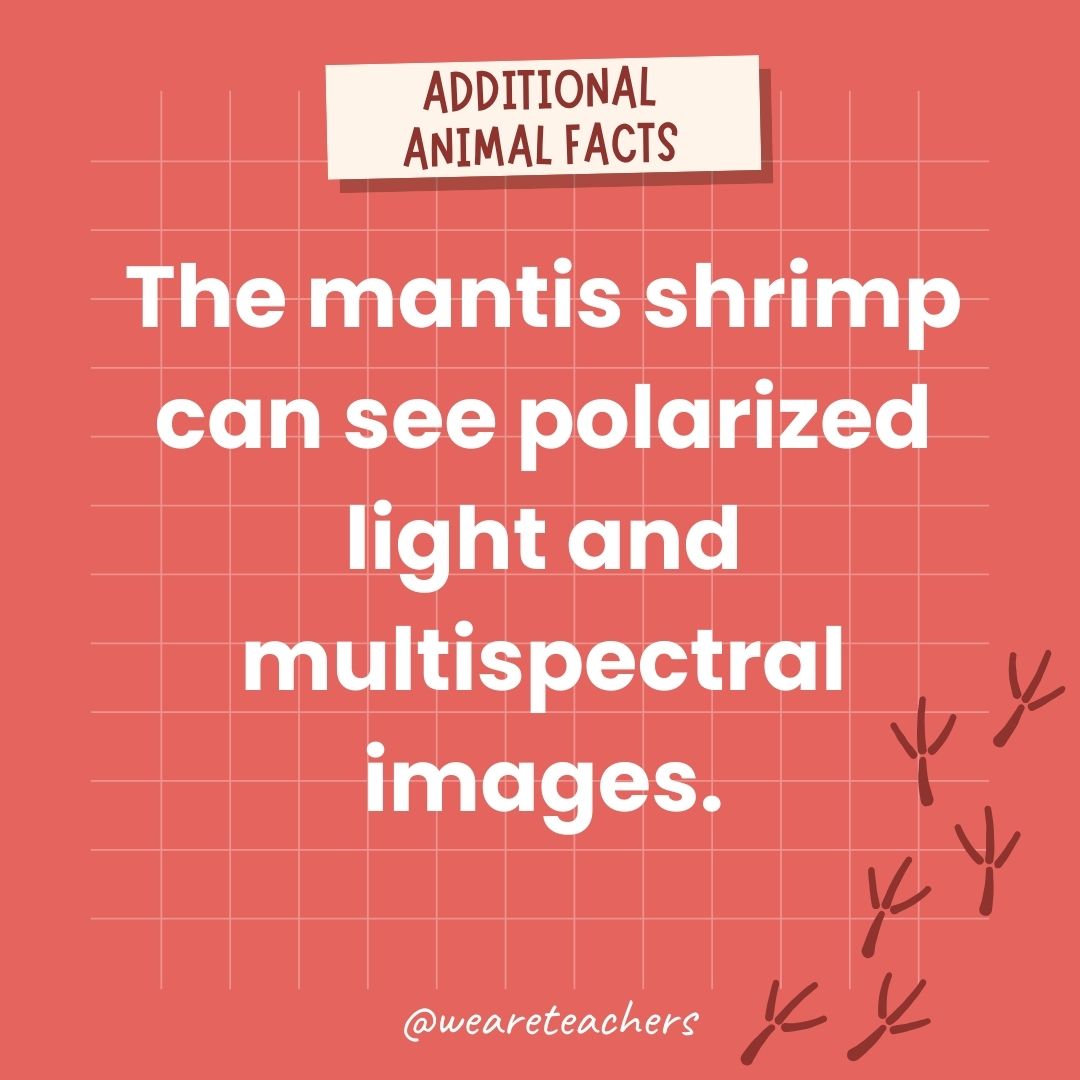 The mantis shrimp can see polarized light and multispectral images.- animal facts