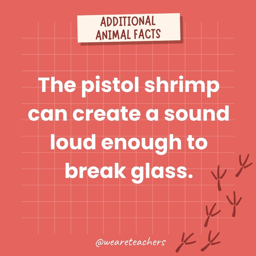 The pistol shrimp can create a sound loud enough to break glass.- animal facts