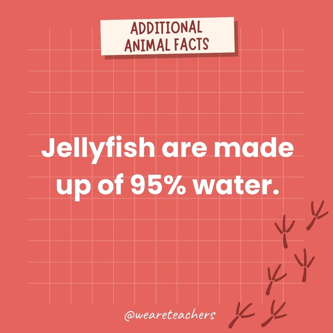 Jellyfish are made up of 95% water.