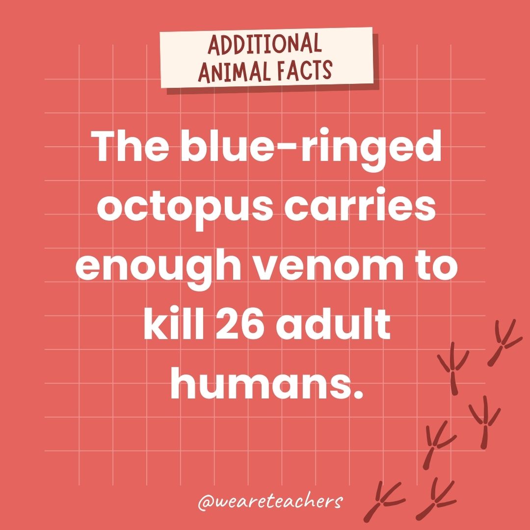 The blue-ringed octopus carries enough venom to kill 26 adult humans.- animal facts