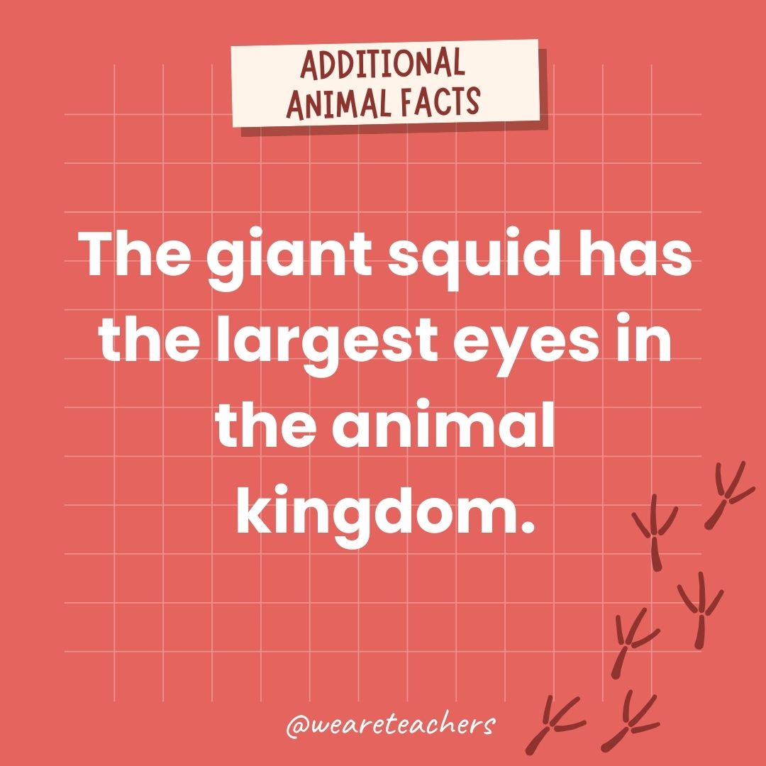 The giant squid has the largest eyes in the animal kingdom.- animal facts