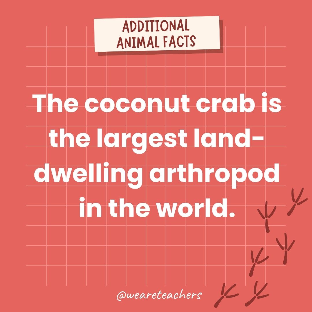 The coconut crab is the largest land-living arthropod in the world.