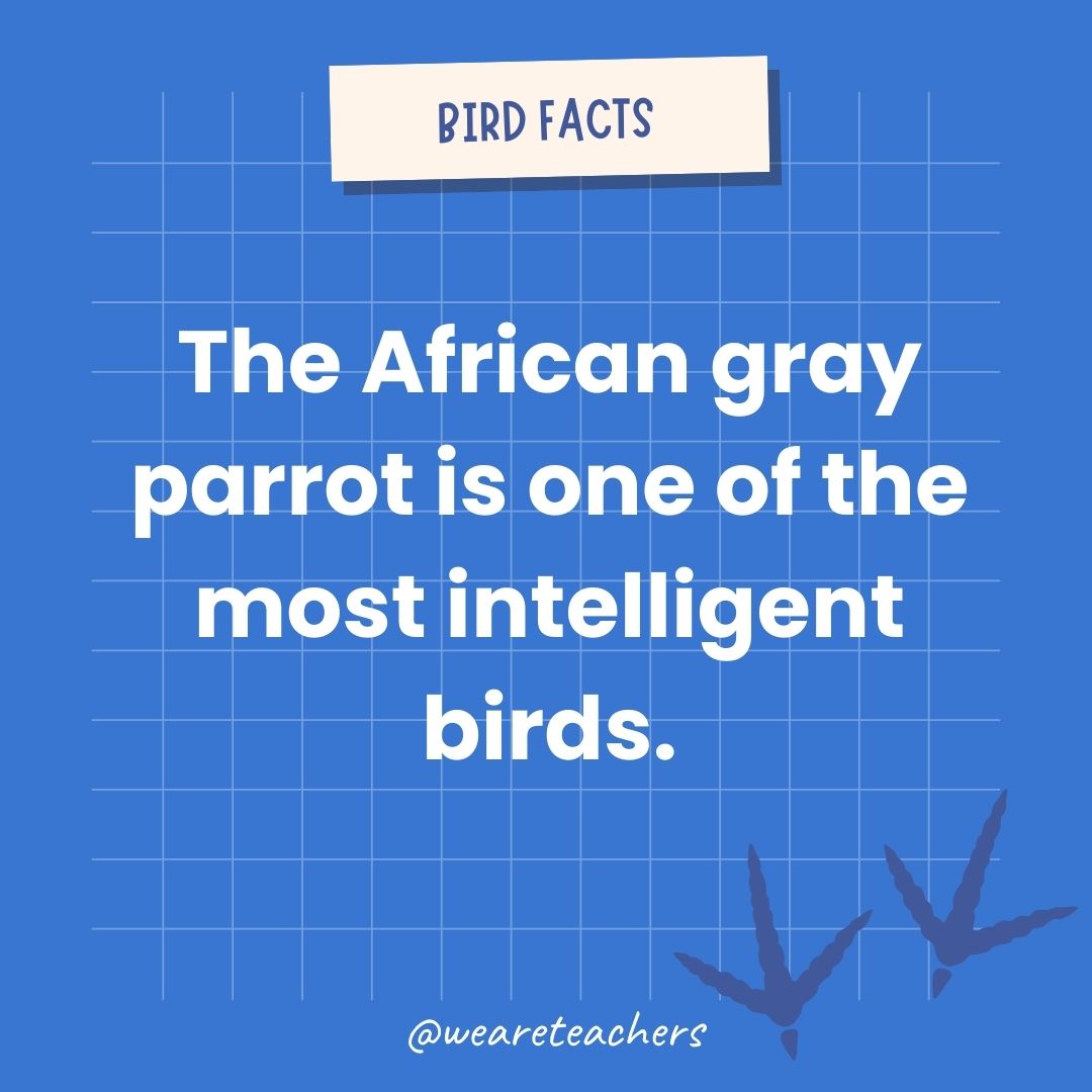 The African gray parrot is one of the most intelligent birds.- animal facts