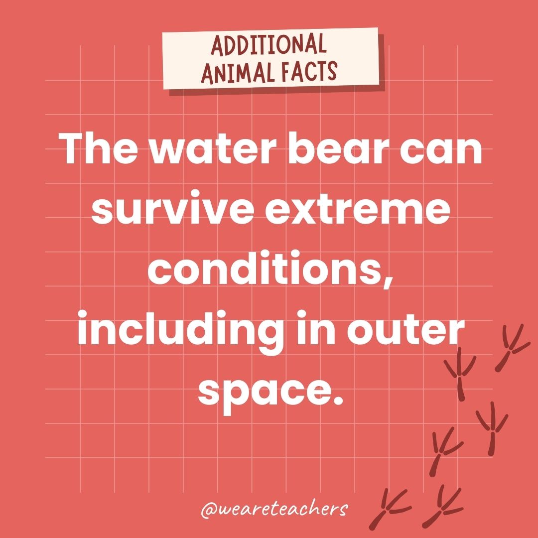 The water bear can survive extreme conditions, including in outer space.- animal facts