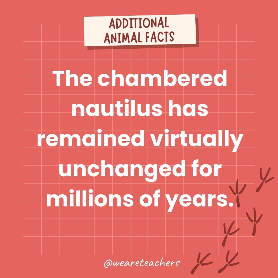 The chambered nautilus has remained virtually unchanged for millions of years.- animal facts