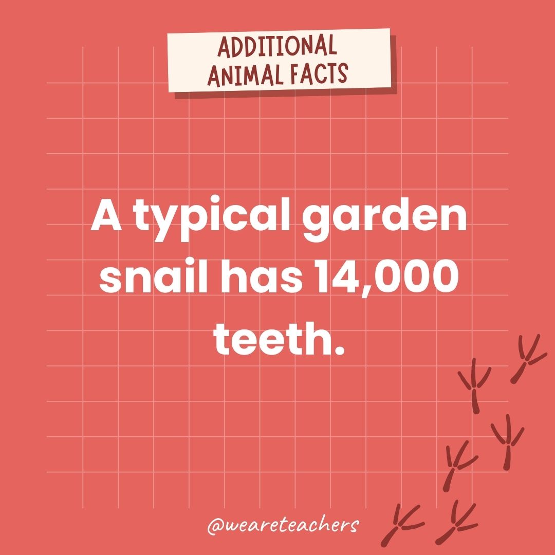 A typical garden snail has 14,000 teeth.- animal facts