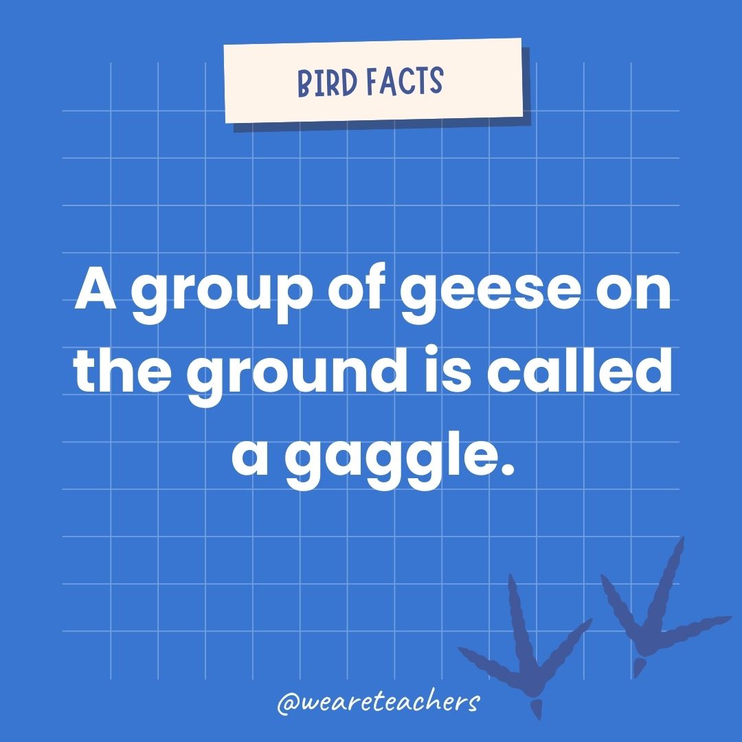 A group of geese on the ground is called a gaggle.