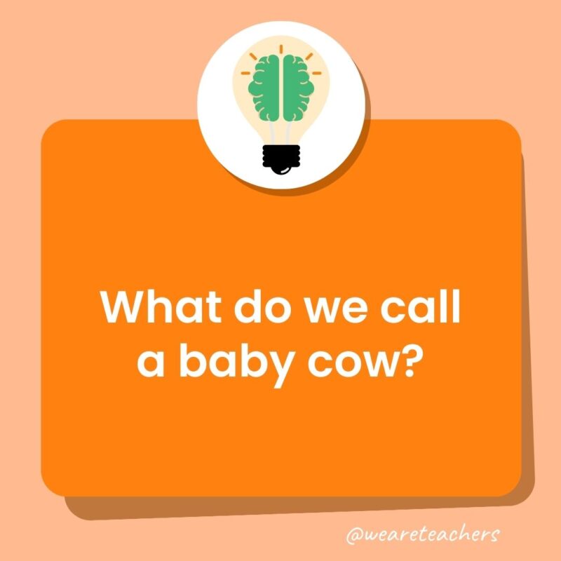 What do we call a baby cow?