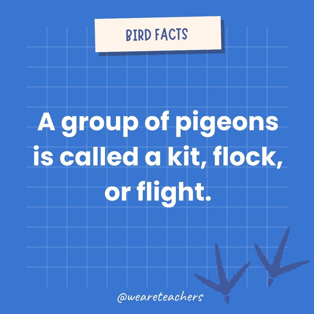 A group of pigeons is called a kit, flock, or flight.- animal facts