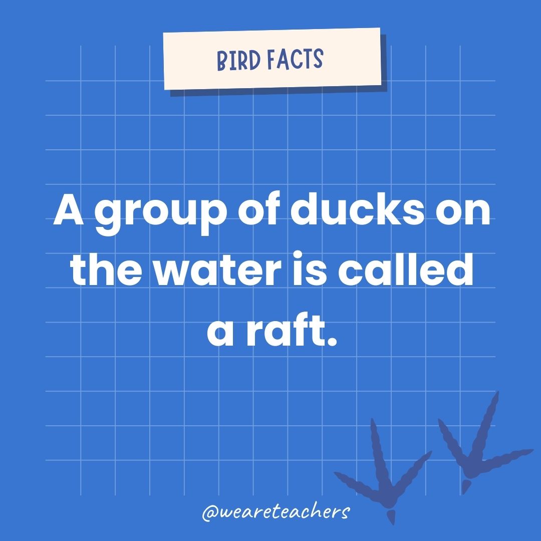 A group of ducks on the water is called a raft. - animal facts