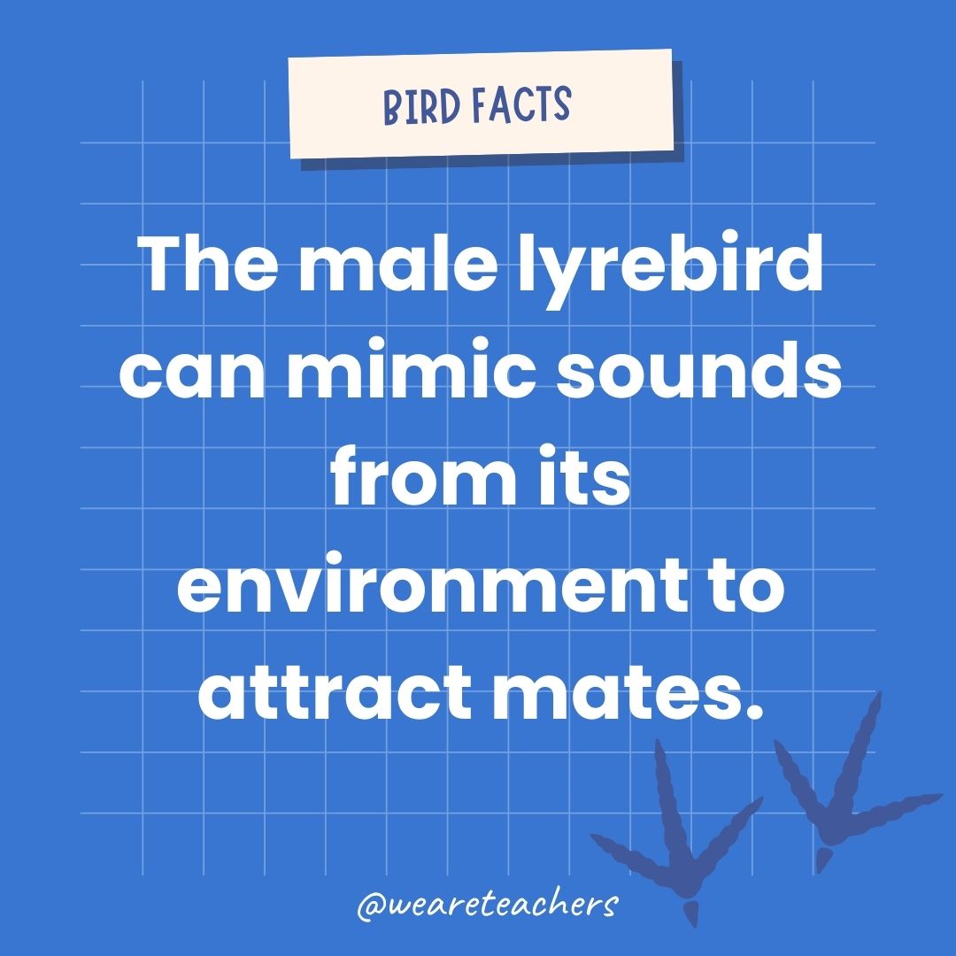 The male lyrebird can mimic sounds from its environment to attract mates.- animal facts