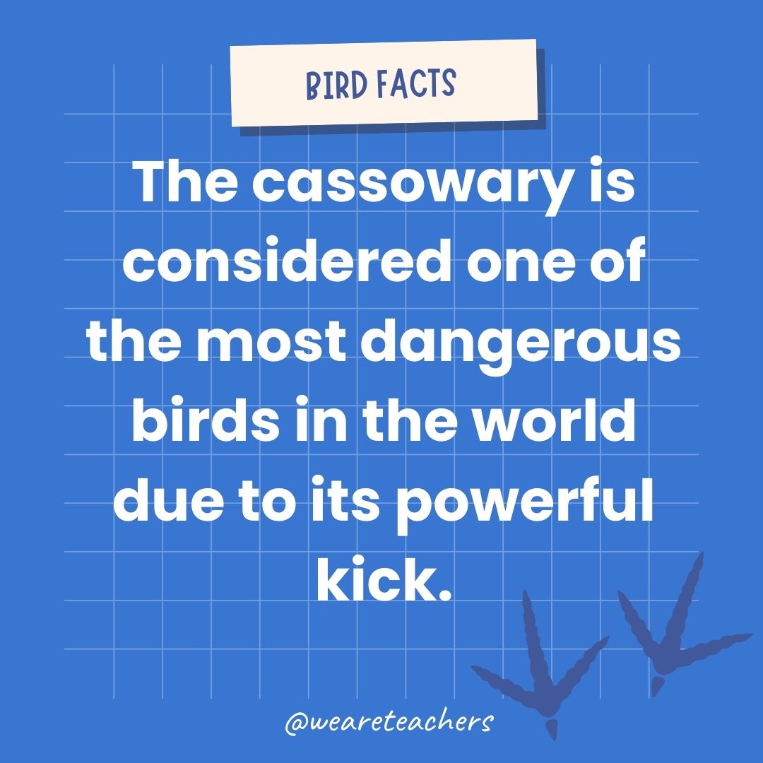 The cassowary is considered one of the most dangerous birds in the world due to its powerful kick.- animal facts