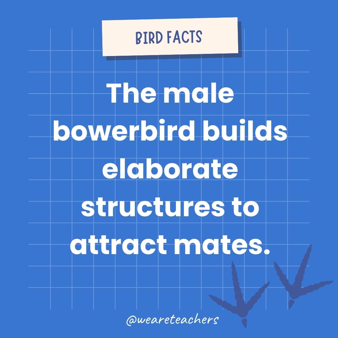 The male bowerbird builds elaborate structures to attract mates.