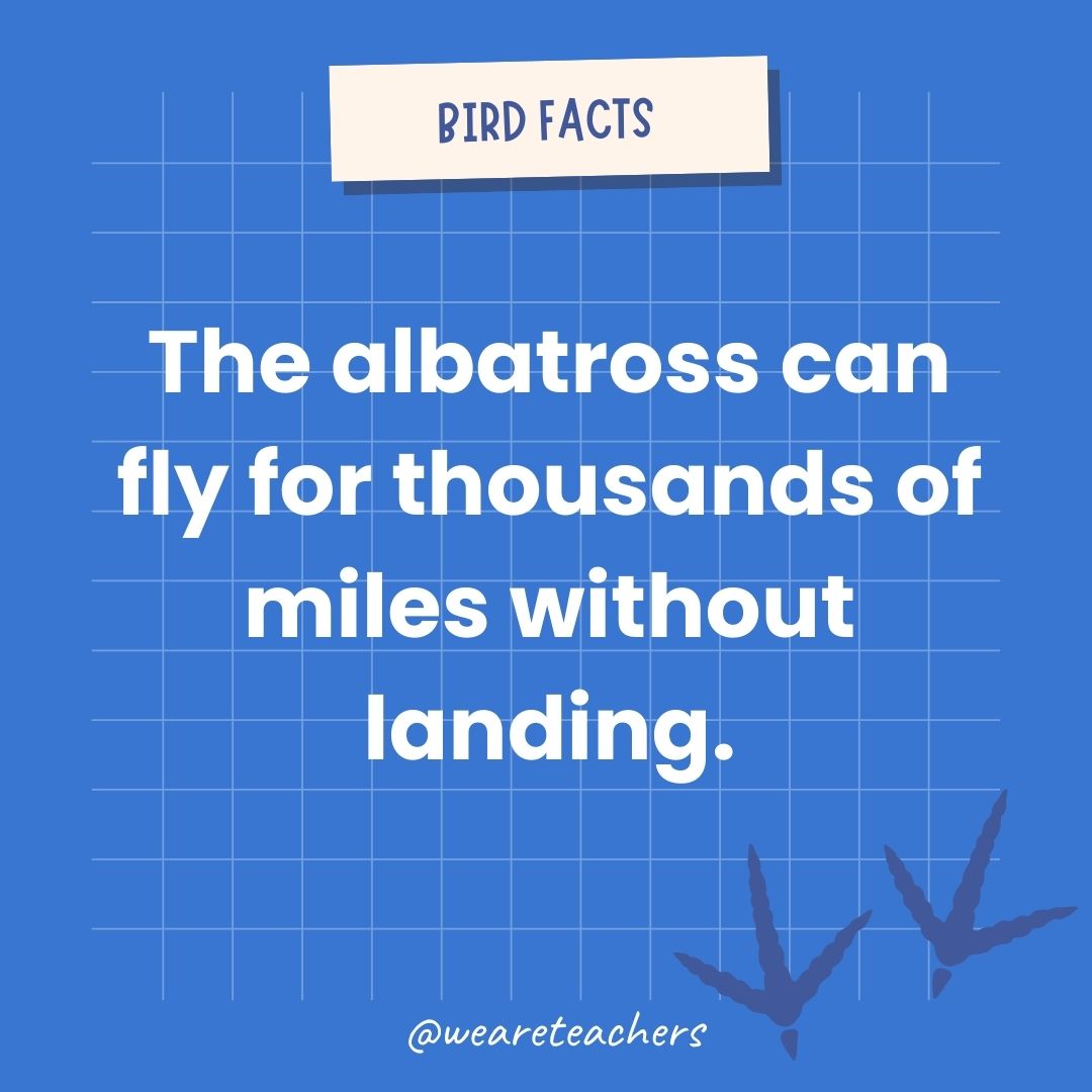 The albatross can fly for thousands of miles without landing.- animal facts