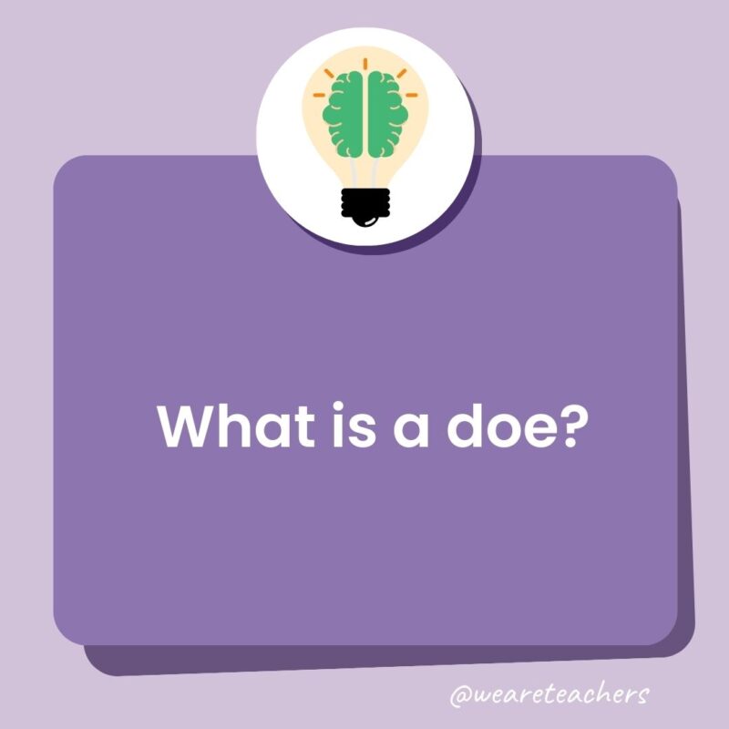 What is a doe?