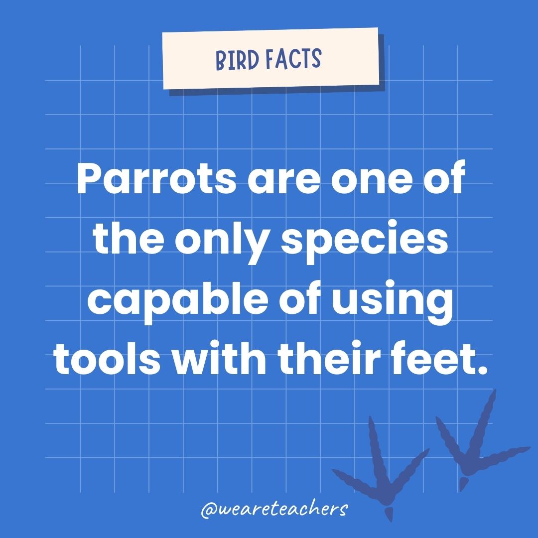 Parrots are one of the only species capable of using tools with their feet.- animal facts