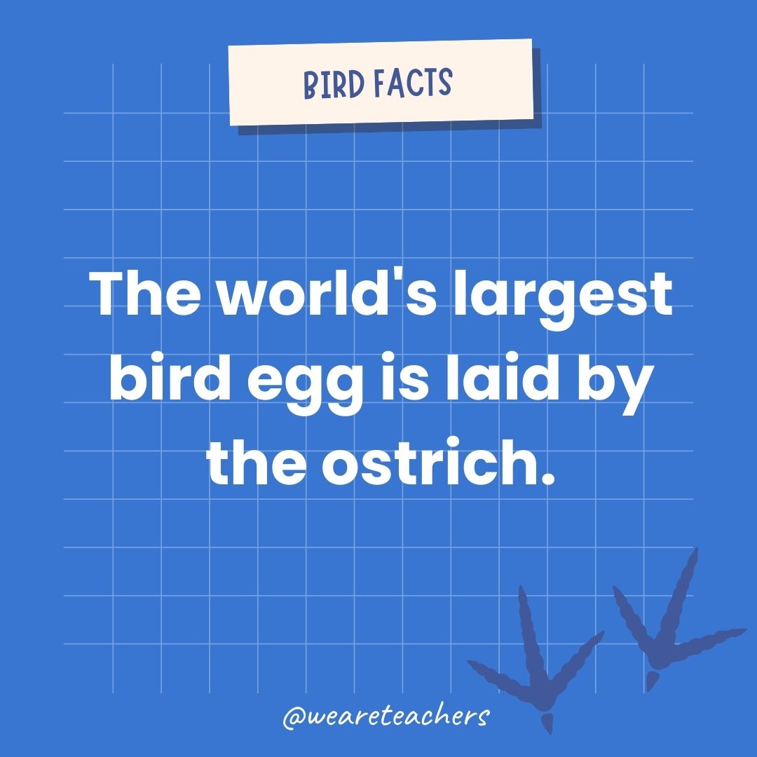 The world's largest bird egg is laid by the ostrich.