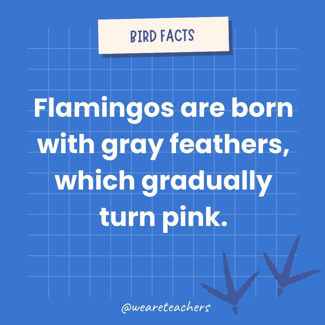 Flamingos are born with gray feathers, which gradually turn pink.- animal facts