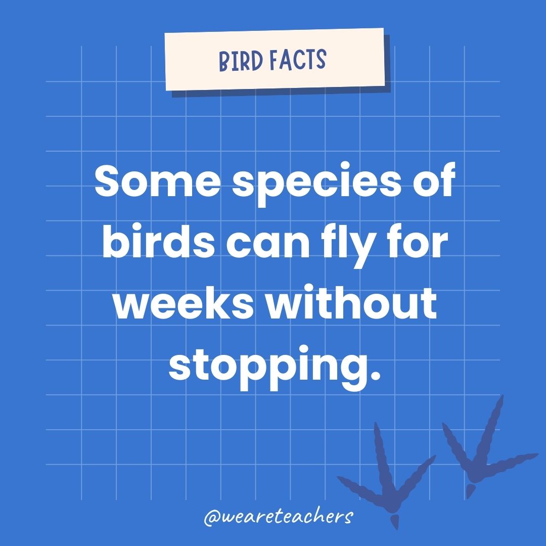 Some species of birds can fly for weeks without stopping.- animal facts