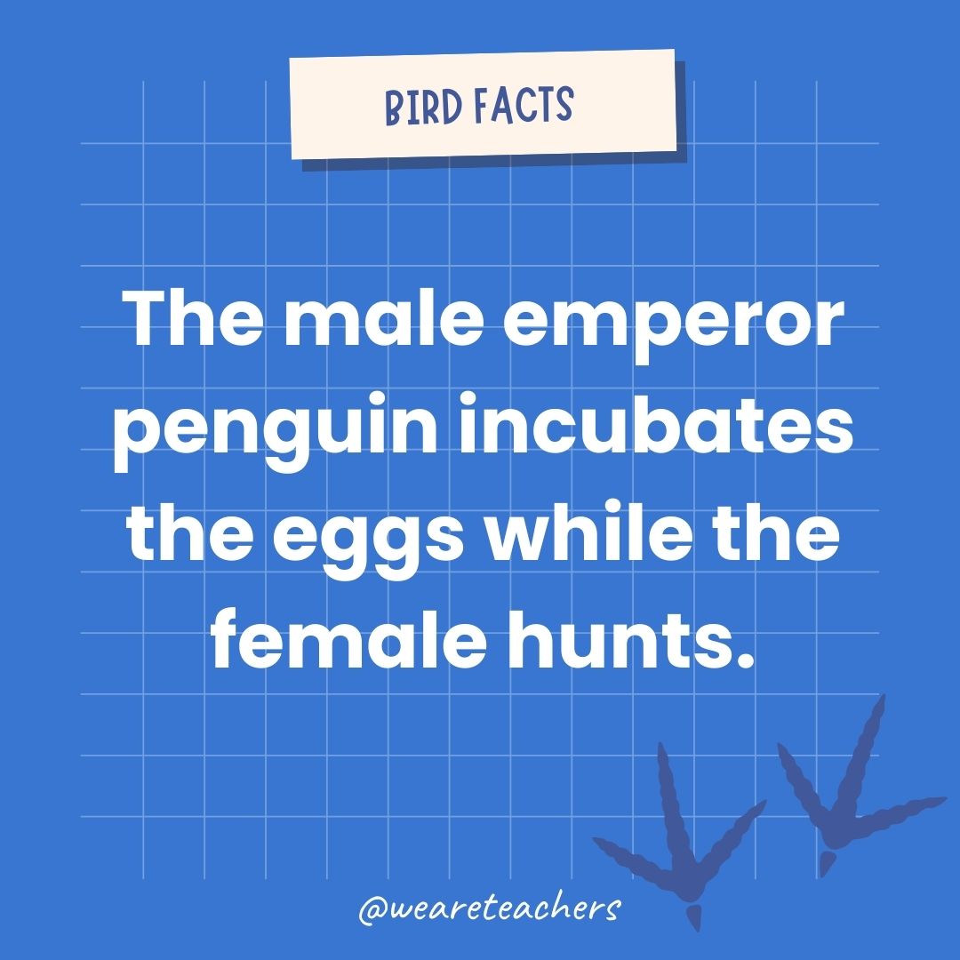 The male emperor penguin incubates the eggs while the female hunts.