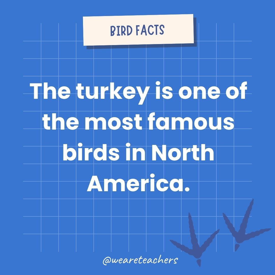 The turkey is one of the most famous birds in North America.- animal facts