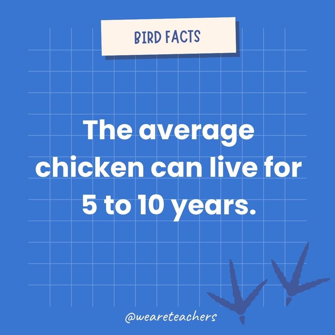 The average chicken can live for 5 to 10 years.- animal facts