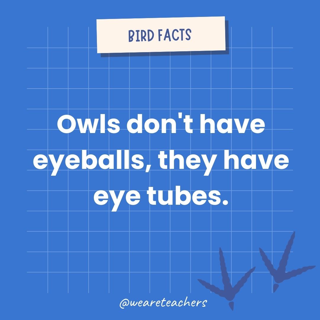 Owls don’t have eyeballs, they have eye tubes.- animal facts