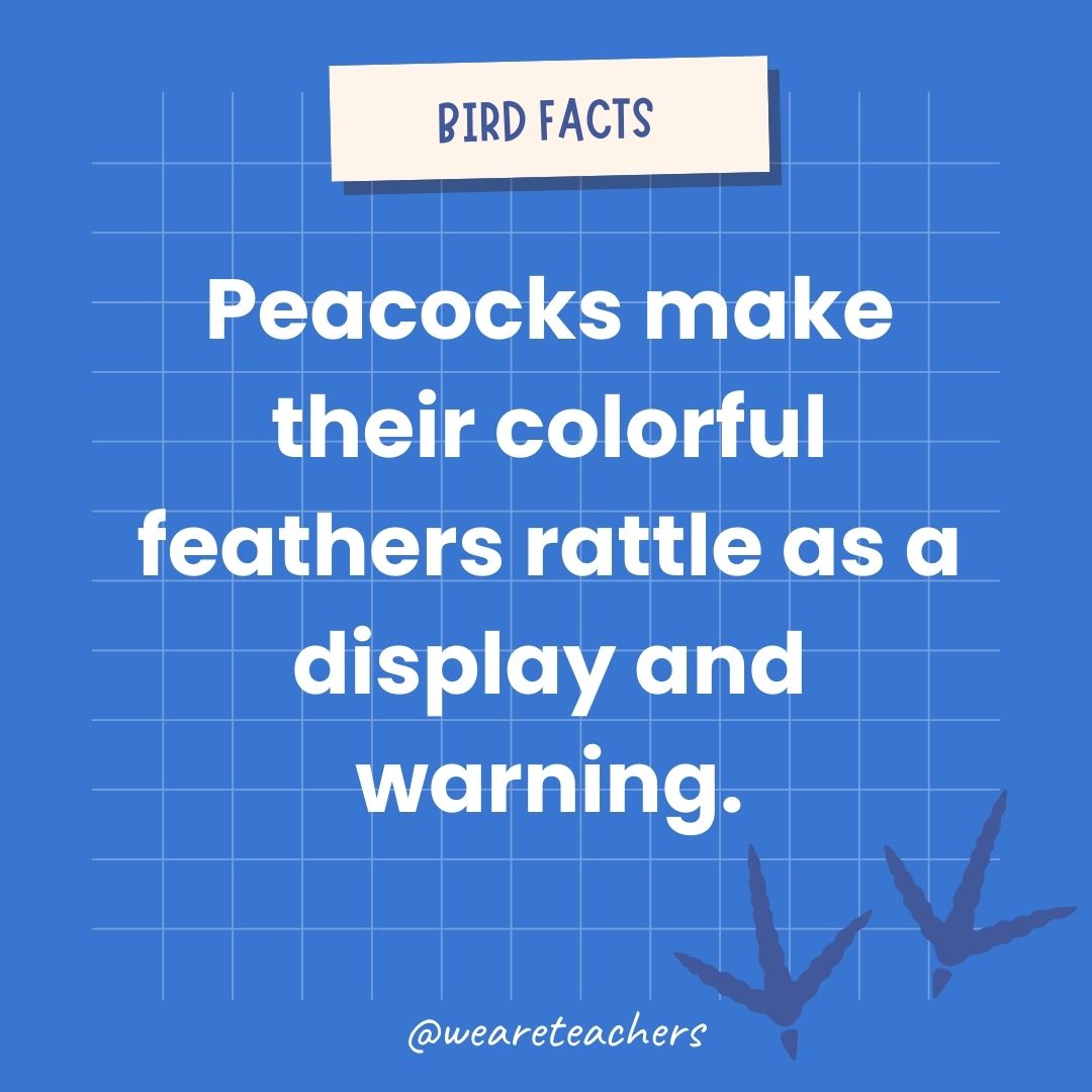 Peacocks make their colorful feathers rattle as a display and warning.- animal facts