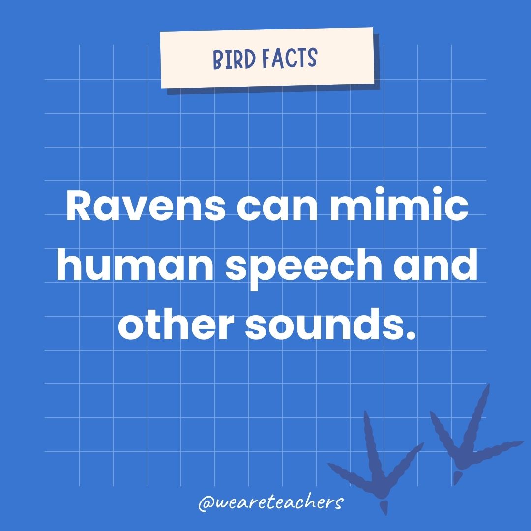 Ravens can mimic human speech and other sounds.