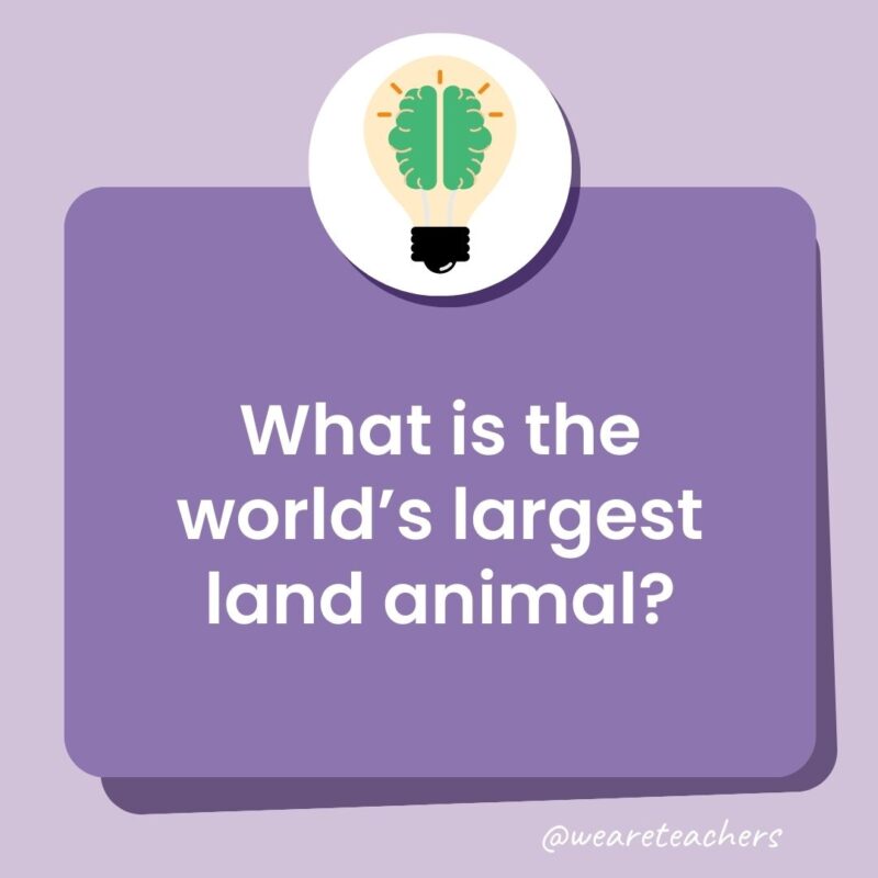 Trivia questions for kids: What is the world’s largest land animal?