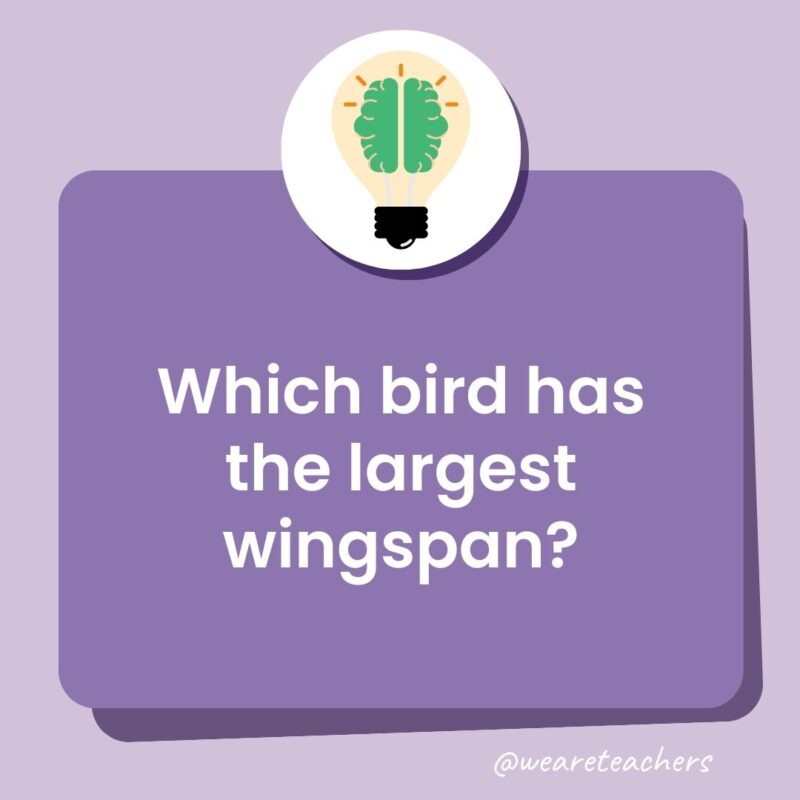 Which bird has the largest wingspan?