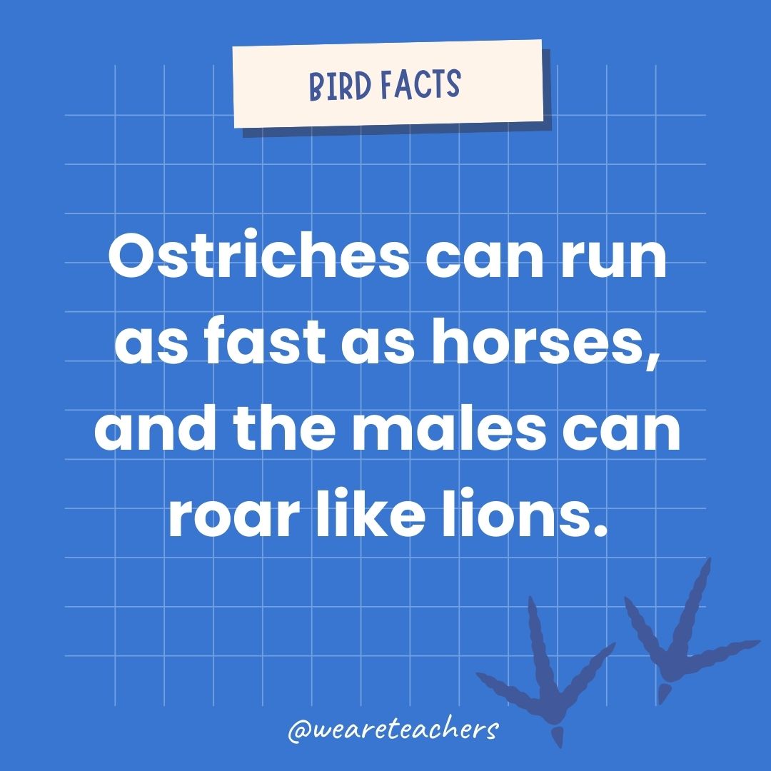 Ostriches can run faster than horses, and the males can roar like lions.- animal facts