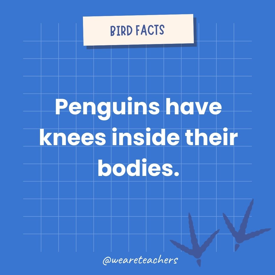 Penguins have knees inside their bodies.- animal facts