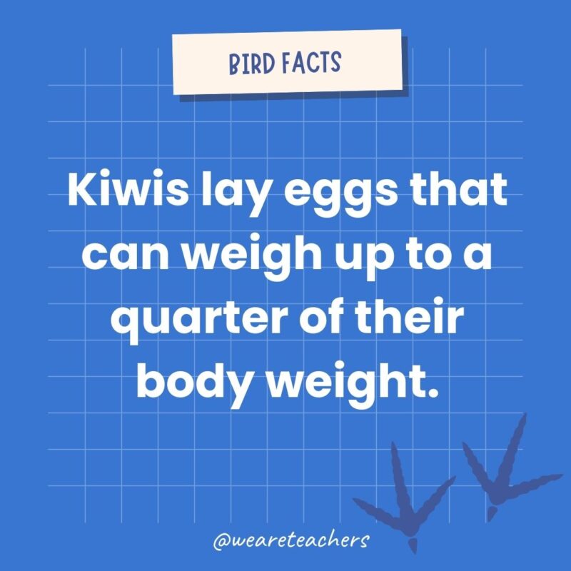 Kiwis lay eggs that can weigh up to a quarter of their body weight.- animal facts