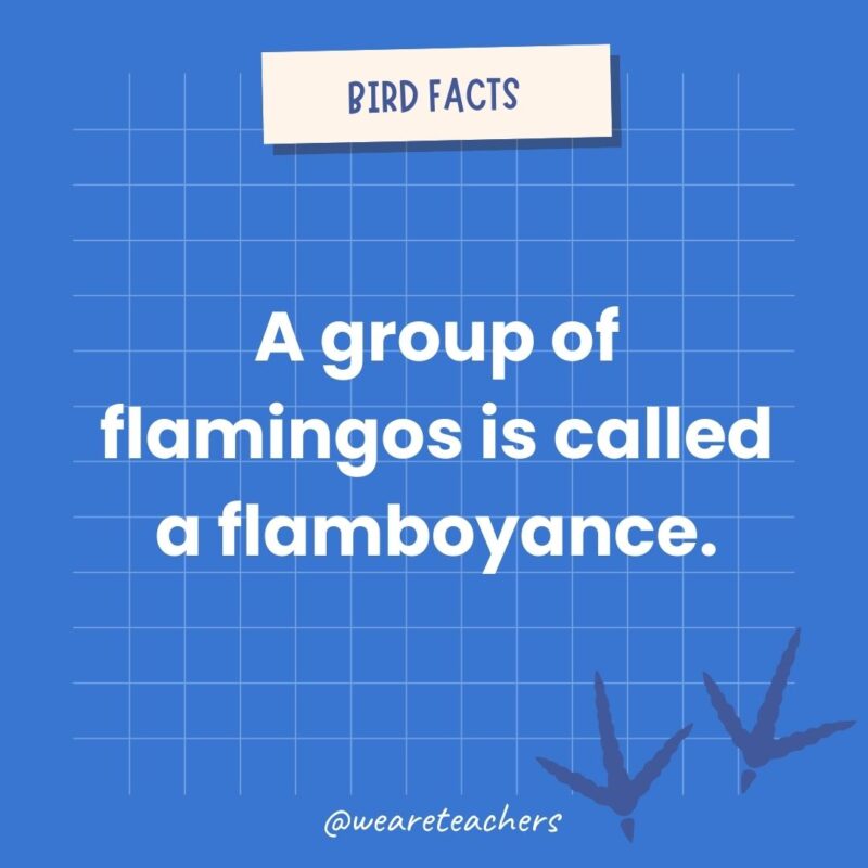 A group of flamingos is called a flamboyance.