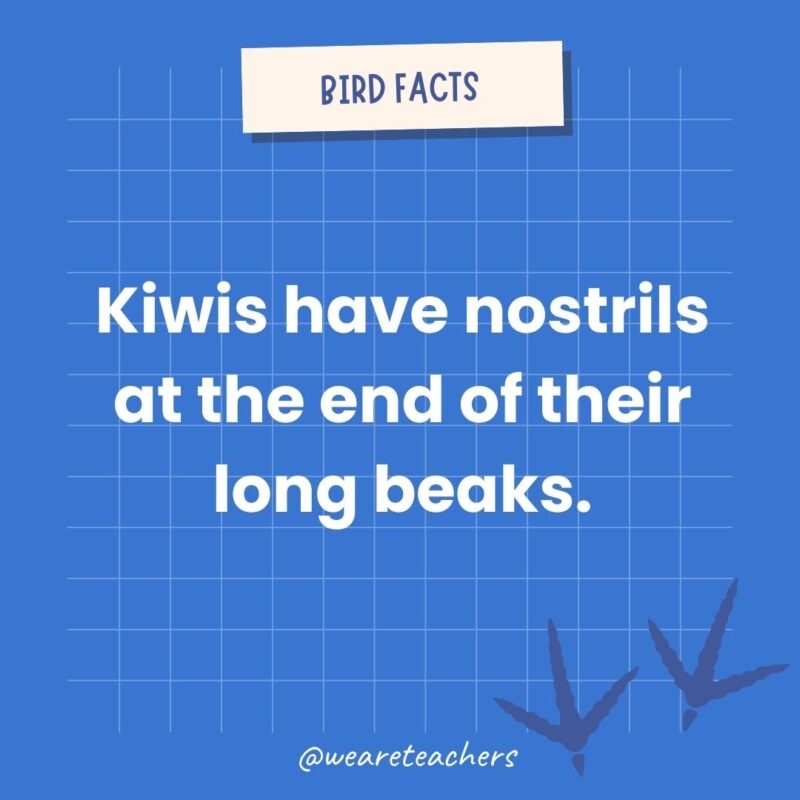 Kiwis have nostrils at the end of their long beaks an example of animal facts.- animal facts