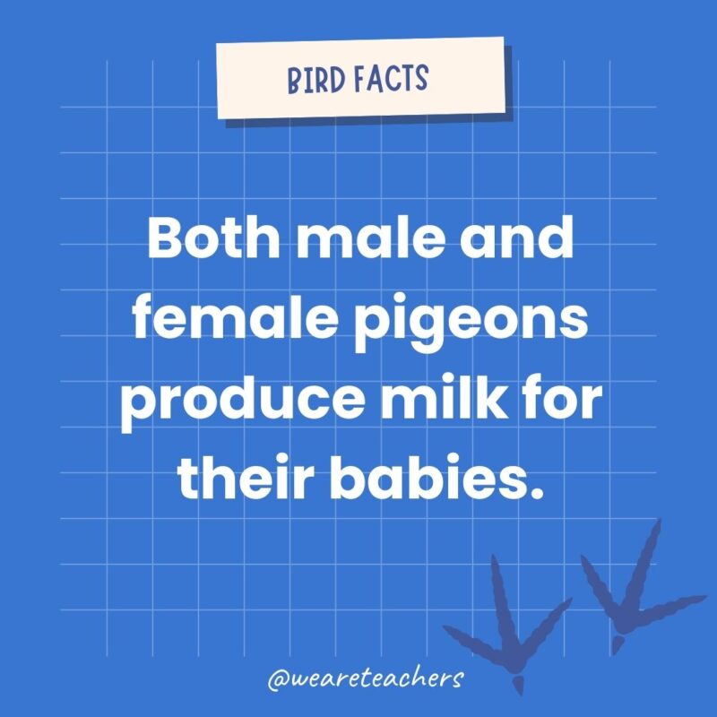 Both male and female pigeons produce milk for their babies.- animal facts