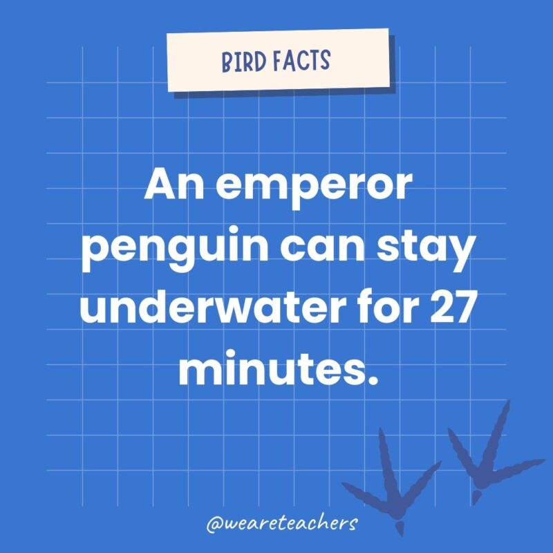 An emperor penguin can stay underwater for 27 minutes an example of animal facts.