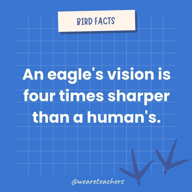 An eagle’s vision is four times sharper than a human’s.