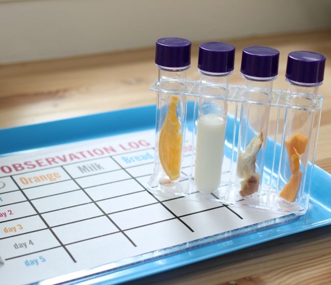 Test tubes holding pieces of food sitting on a worksheet labeled Observation Log in this example of 5th grade science