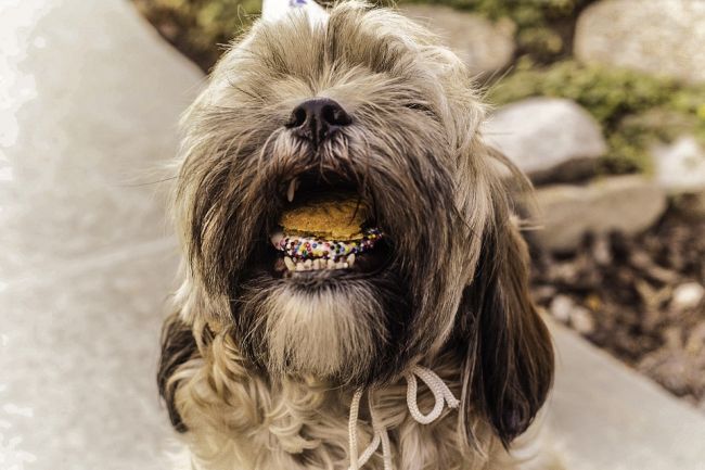 Dog with its mouth open and filled with treats in this example of 5th grade science