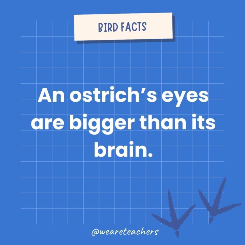 An ostrich’s eyes are bigger than its brain.- animal facts