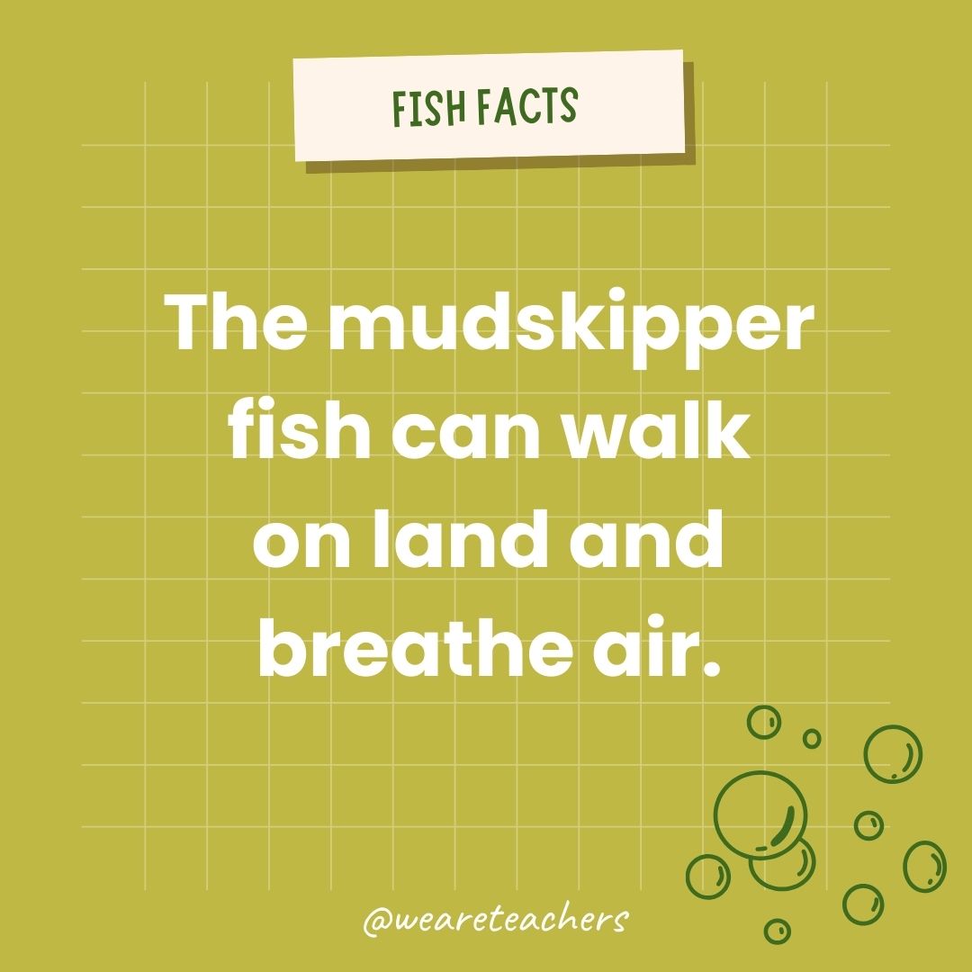 The mudskipper fish can walk on land and breathe air.- animal facts