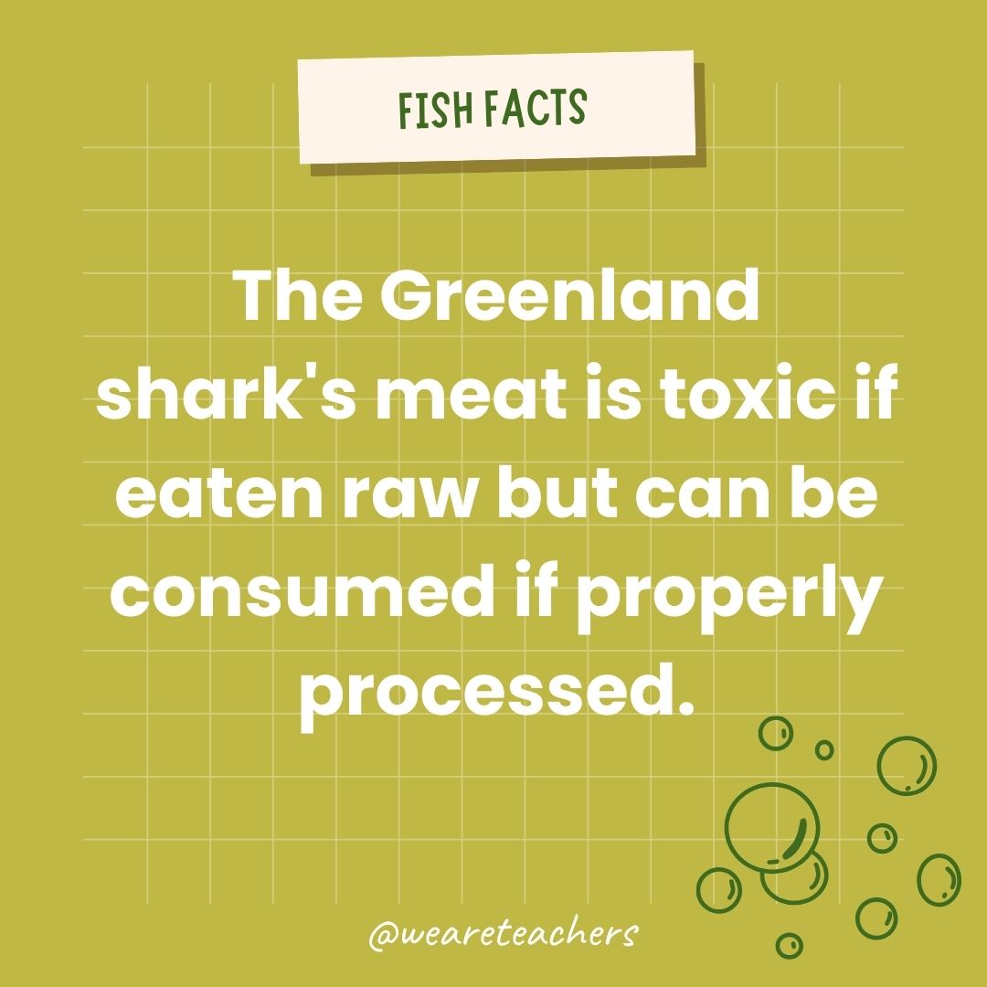 The Greenland shark's meat is toxic if eaten raw but can be consumed if properly processed.- animal facts