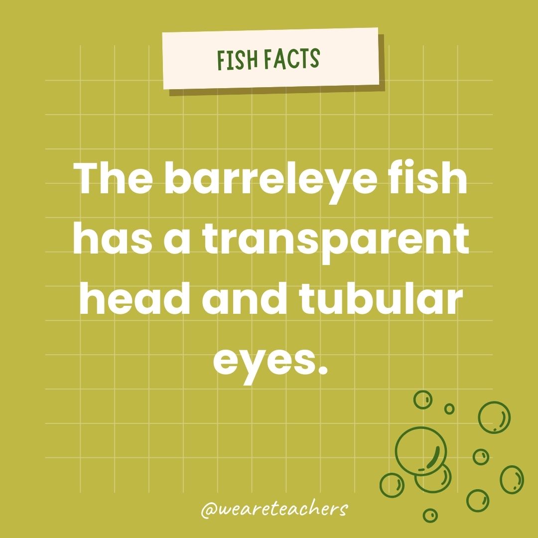 The barreleye fish has a transparent head and tubular eyes.