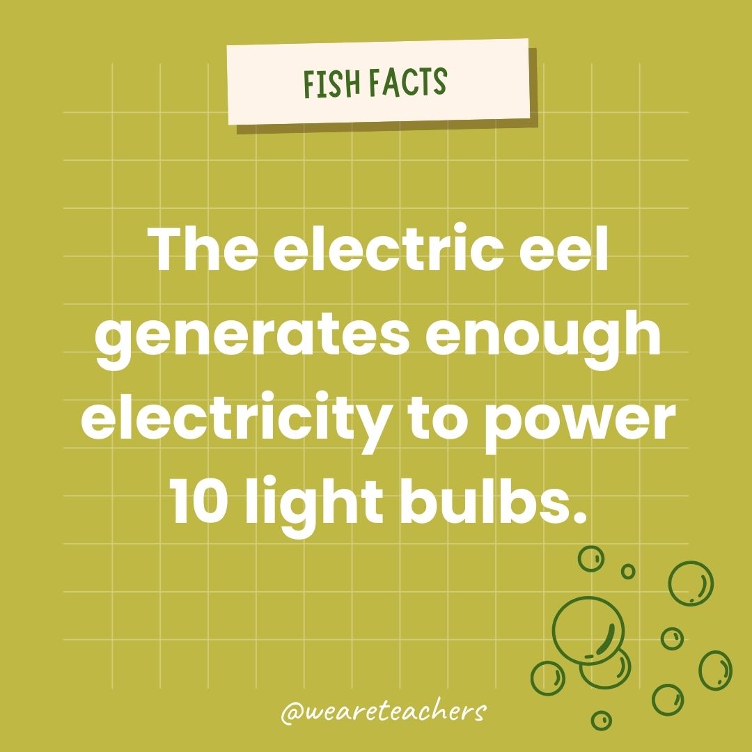 The electric eel generates enough electricity to power 10 light bulbs.- animal facts