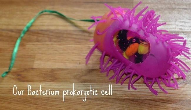 Cell model made from a spiky pink hand sanitizer holder, labeled Our Bacterium Prokaryotic Cell in this example of 6th grade science fair projects.