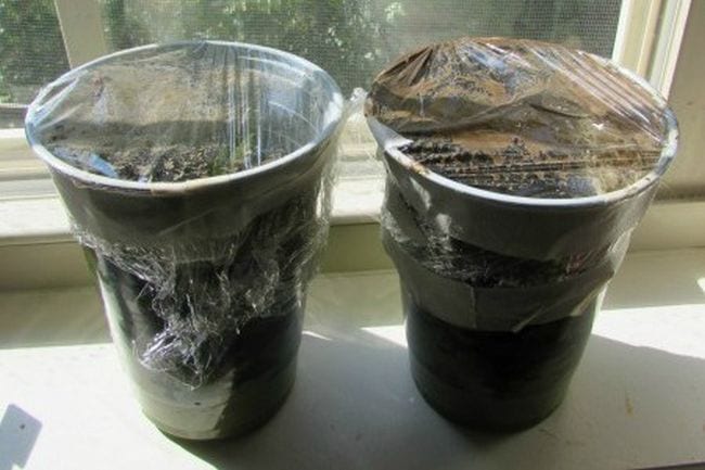 Two plastic cups filled with compost and covered in plastic wrap in this example of 6th grade science fair projects